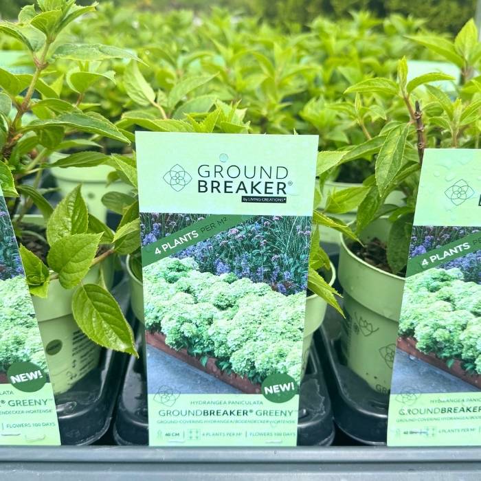 Hortensia, Hydrangea ´Groundbreaker Greeny´ - 1,5L potte (bunddækkende)