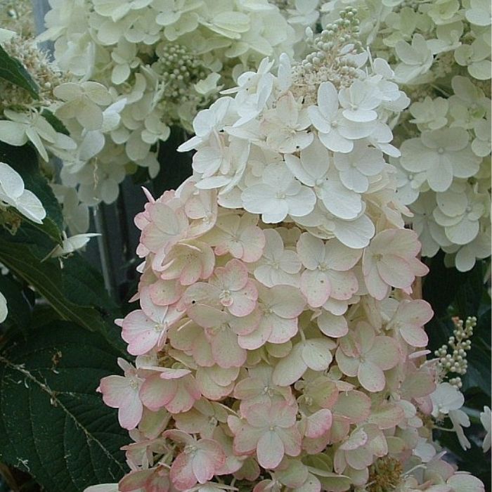 Hortensia, Hydrangea Pan. Pinky Winky