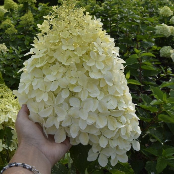Syrenhortensia, Hydrangea paniculata Phantom