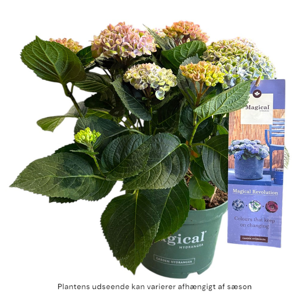 Hortensia Hydrangea Macrophylla 'Magical' i 23 cm potte.