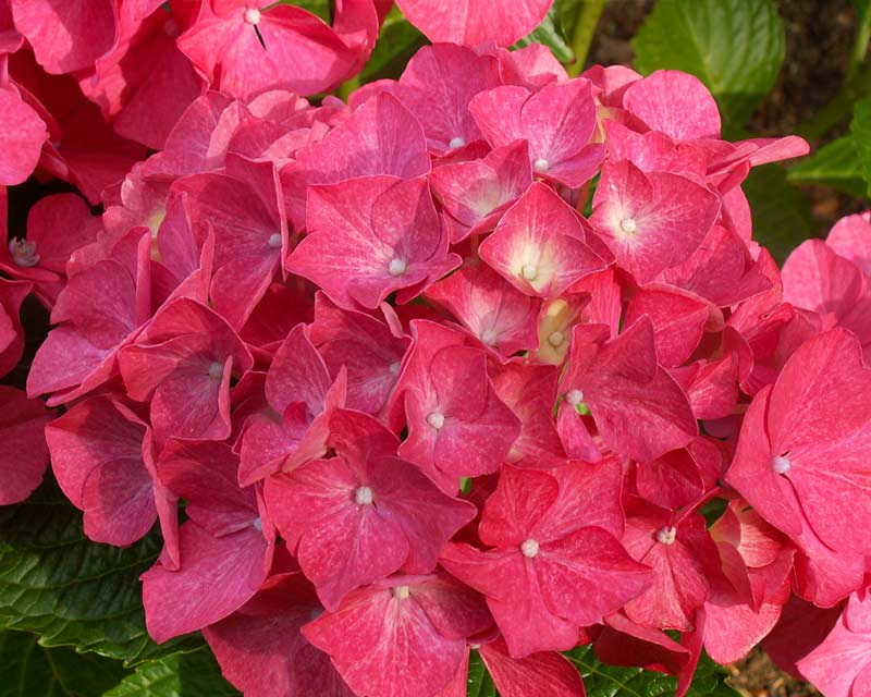 Hortensia Hydrangea Bella ® i 5 L potte.