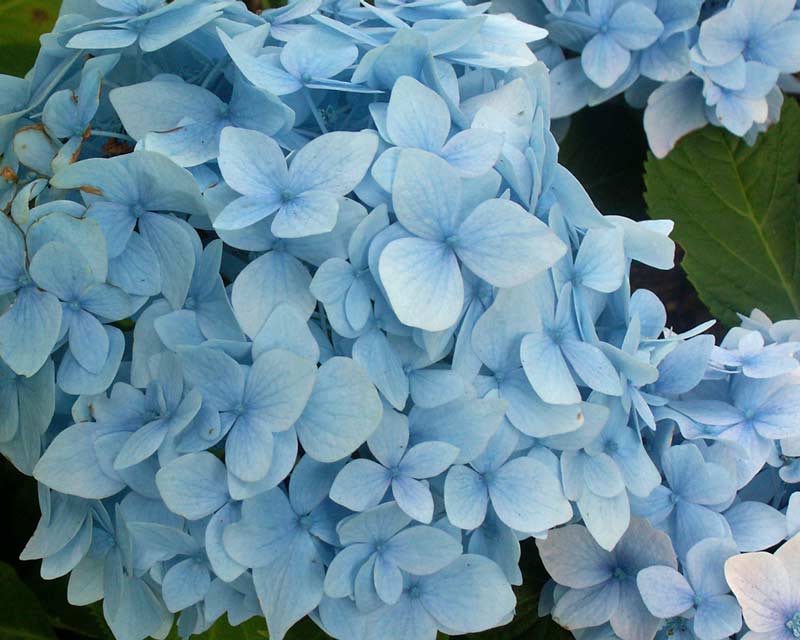 Hortensia, Hydrangea Clara ® i 5 L potte.