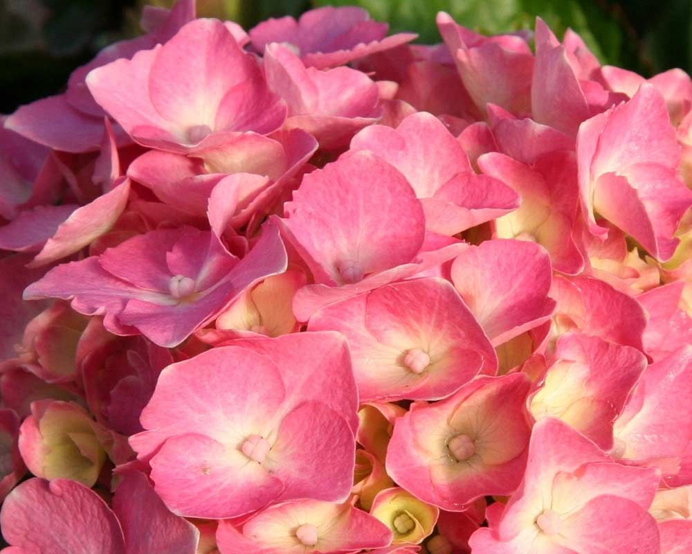 Hortensia Hydrangea Frida ® i 5 L potte.