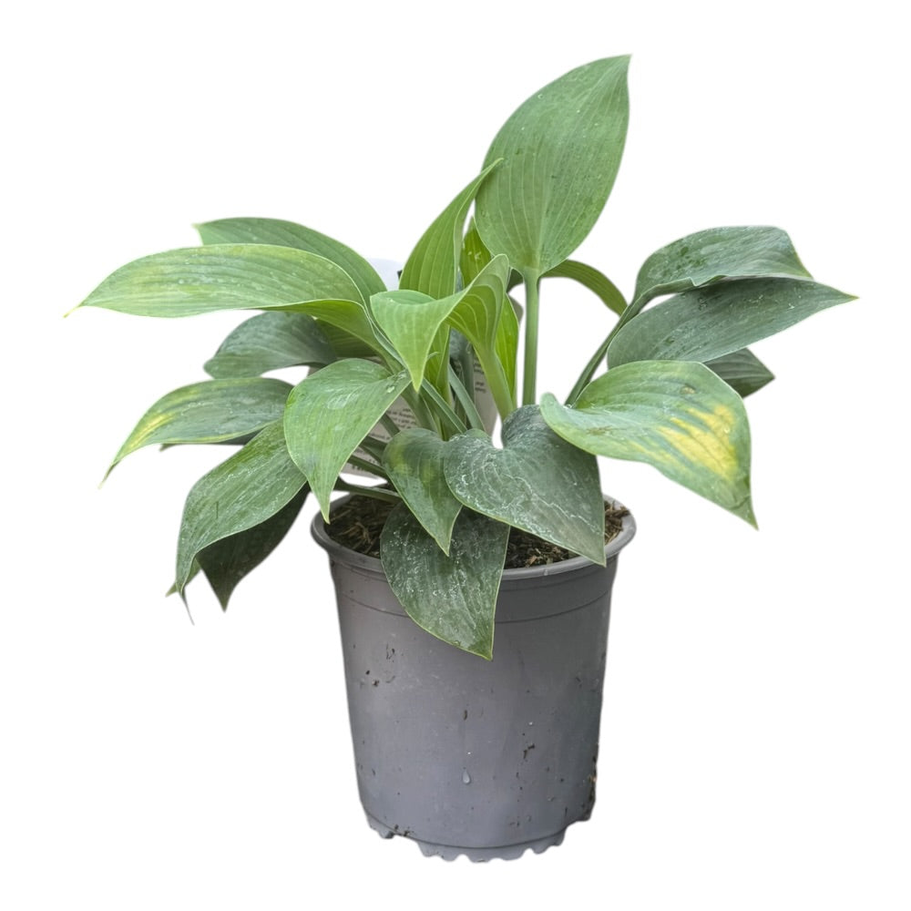 Hosta ´Halcyon´ - 13 cm Potte