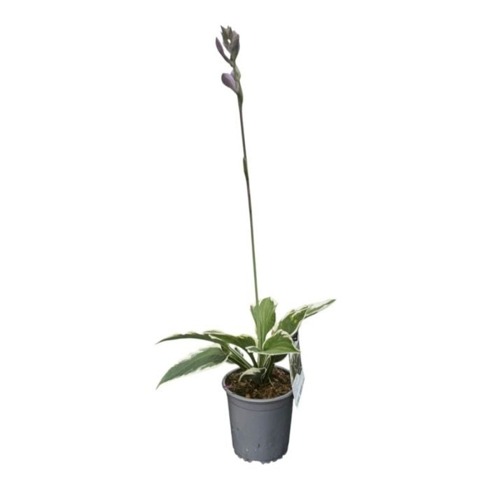 Hosta ´Patriot´ - 13 cm Potte