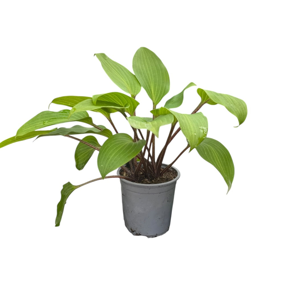 Hosta ´Purple Heart´ - 13 cm Potte