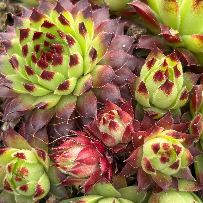 Husløg, SEMPERVIVUM calc. 'Greenii'