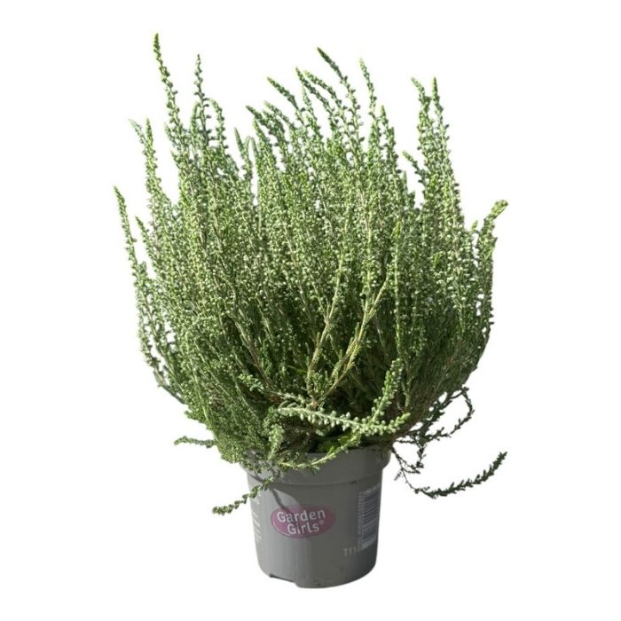 Calluna v. 'Beauty Ladies' white / P11