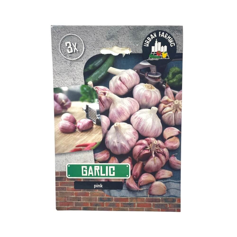 Hvidløg, pink 40/60 - sættehvidløg