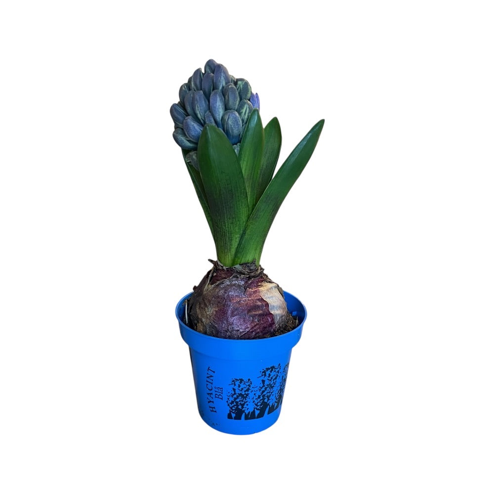 Hyacint, blå - 8 cm potte