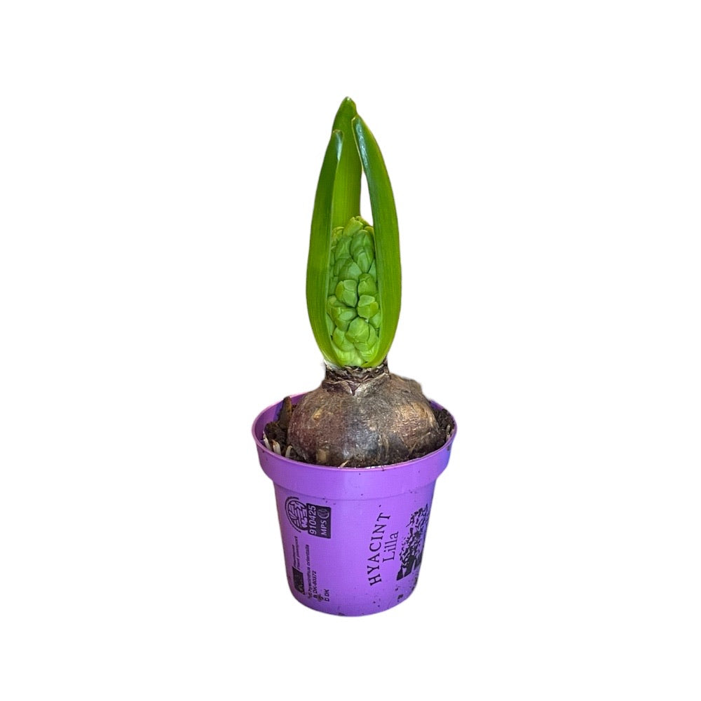 Hyacint, lilla - 8 cm potte