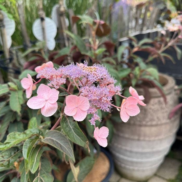 Fløjshortensia, Hydrangea asp. 'Hot Chocolate' - 12l potte - h80-100 cm