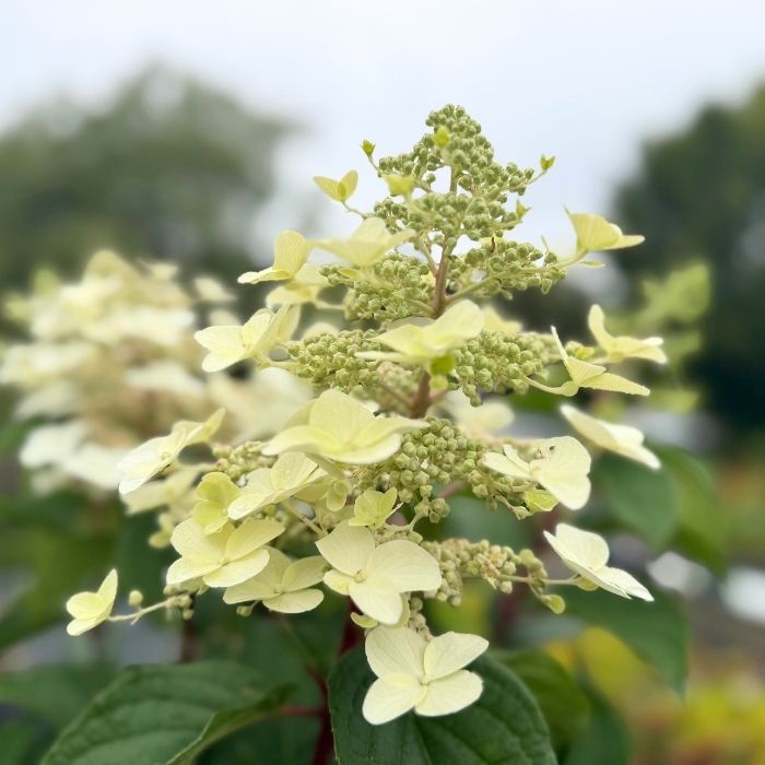 Hortensia, Hydrangea p. 'Wims Red' - 10L potte - opstammet 80-100 cm