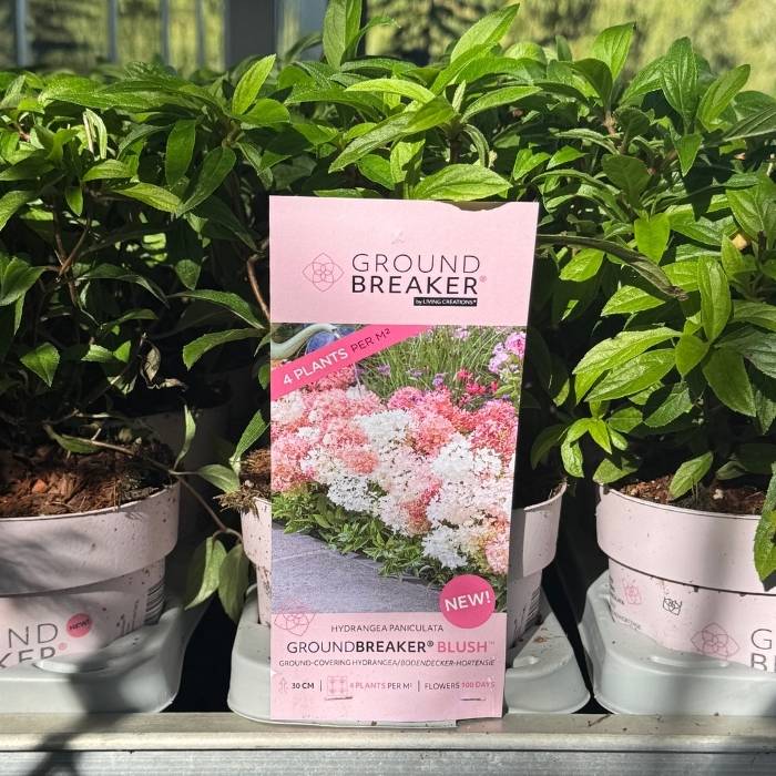 Hortensia 'Groundbreaker' Blush - 1,3 L potte