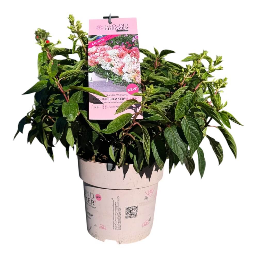 Hortensia, Hydrangea paniculata ‘Groundbreaker Blush’ – 4,6 L potte