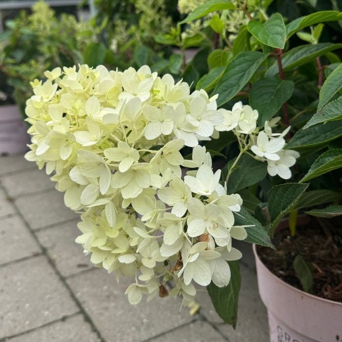 Syrenhortensia, Hydrangea paniculata Groundbreaker ´Blush´ - 3l potte