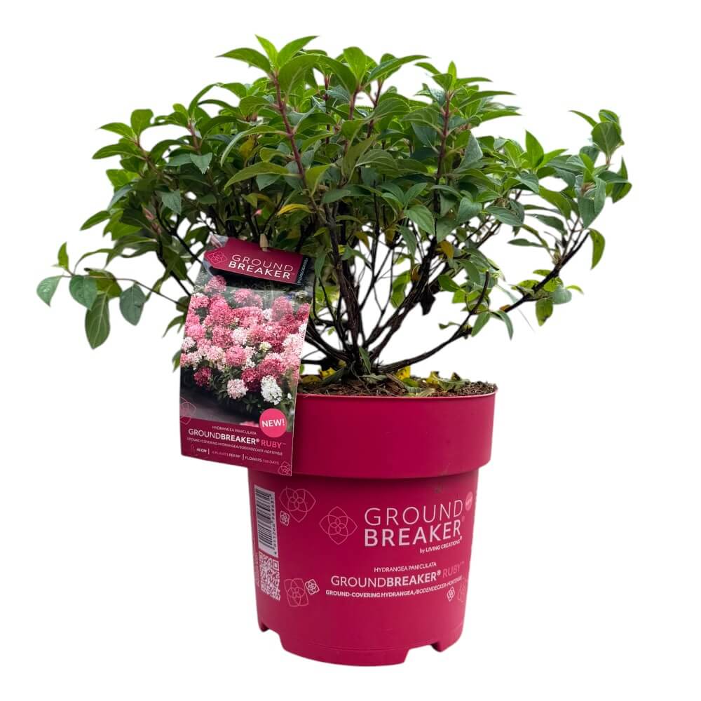 Syrenhortensia, Hydrangea paniculata Groundbreaker Ruby - 3l potte