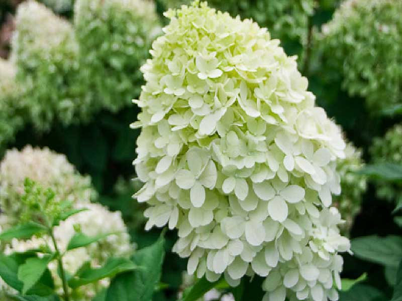 Hortensia Little Lime® Jane i 5 L potte.