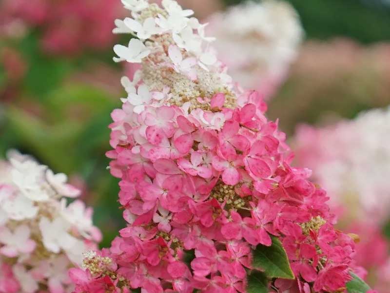 Hortensia Hydrangea Pan. Pinky Winky ® i 5 L potte.