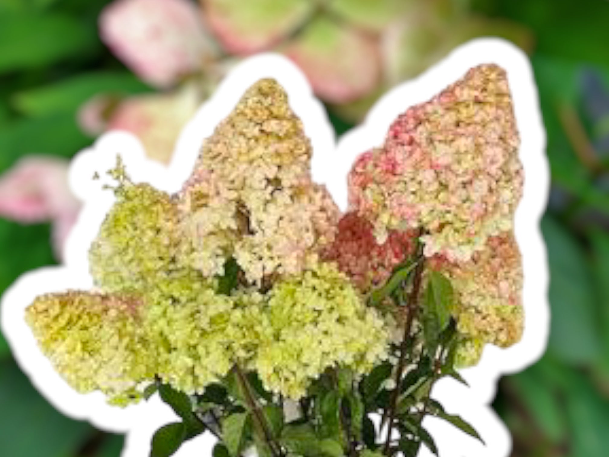 Hortensia Hydrangea Paniculata Magical Andes ® i potte, størrelse 6.