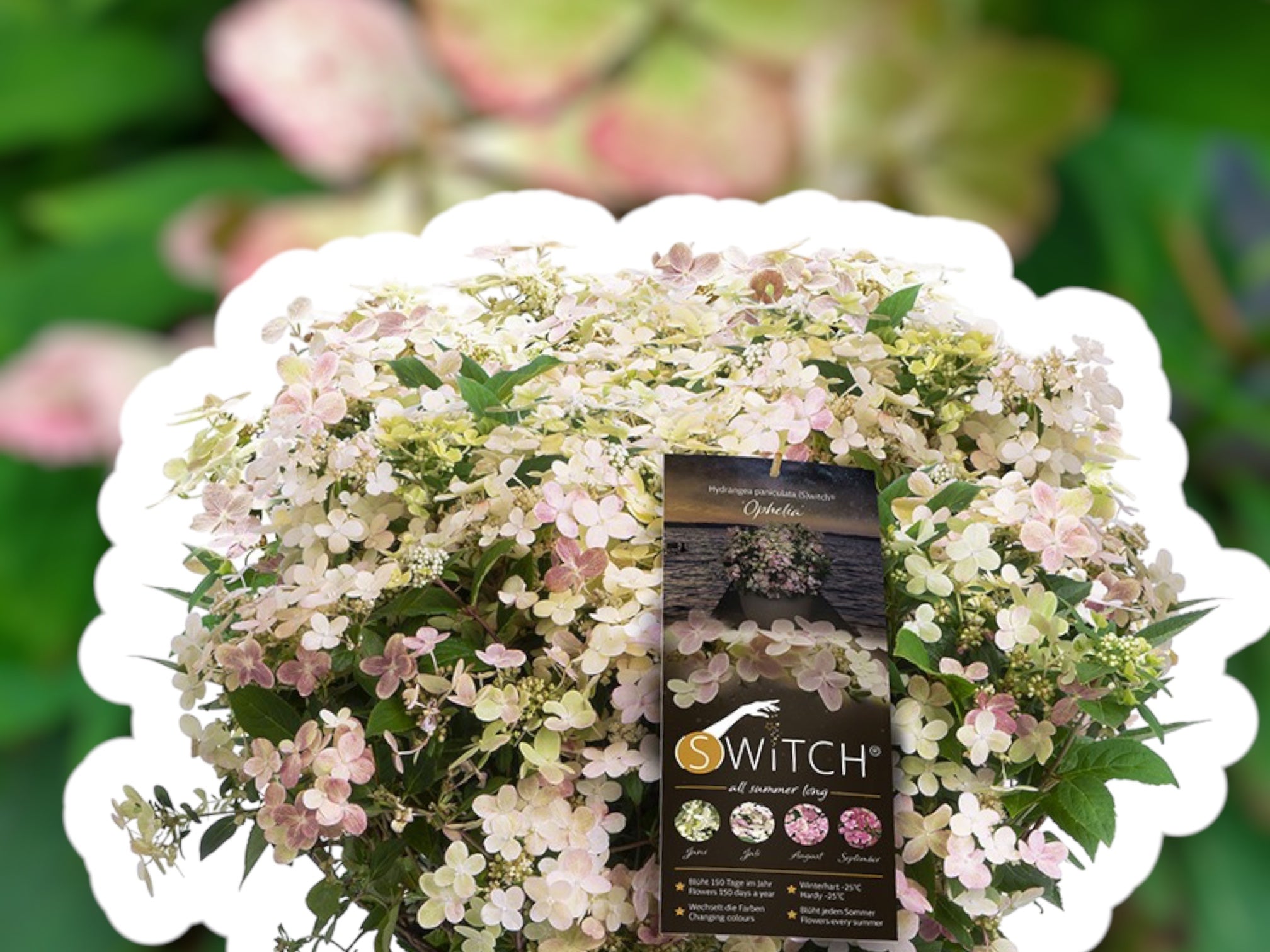 Hortensia 'Switch' C6 til dekoration.