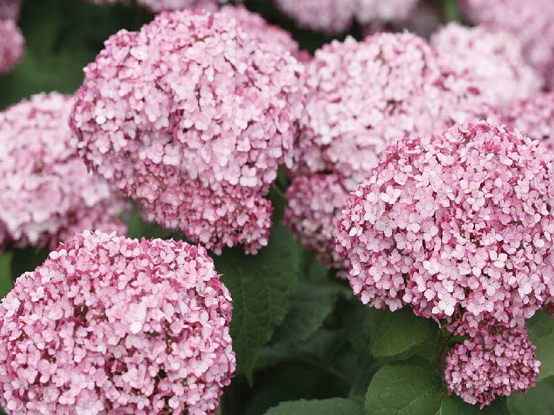 Hortensia Hydrangea Arb. Sweet Annabelle® i 5 L potte.