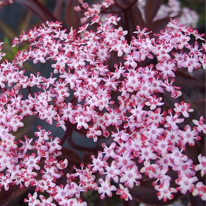 Rødbladet Hyldebær busk, Sambucus Nigra ´Black Lace´