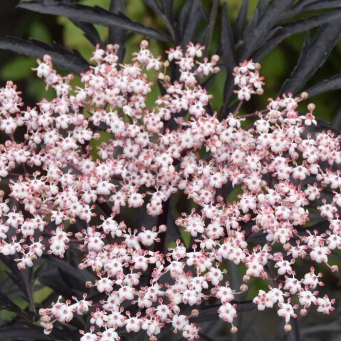 Rødbladet Hyldebær busk, Sambucus Nigra ´Black Lace´