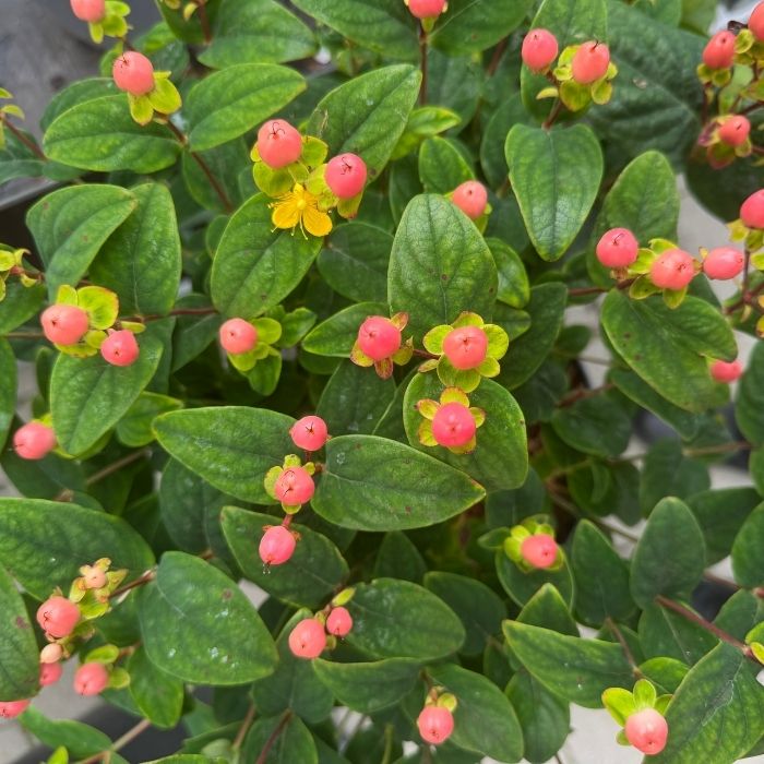 Perikon, Hypericum 'Miracle Blossom' - 5l potte