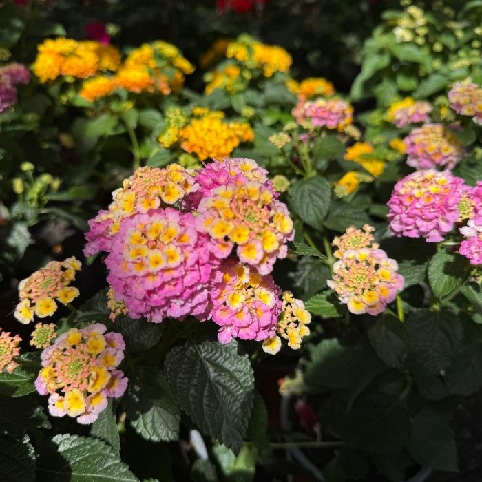 Ildkrone, Lantana