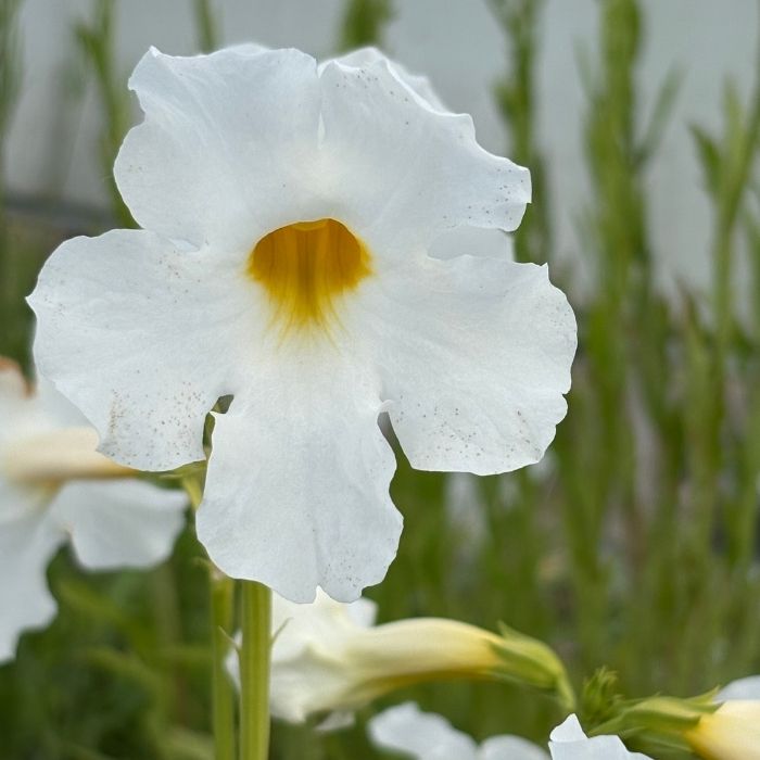 Havegloxinia, INCARVILLEA delavayi 'Alba'