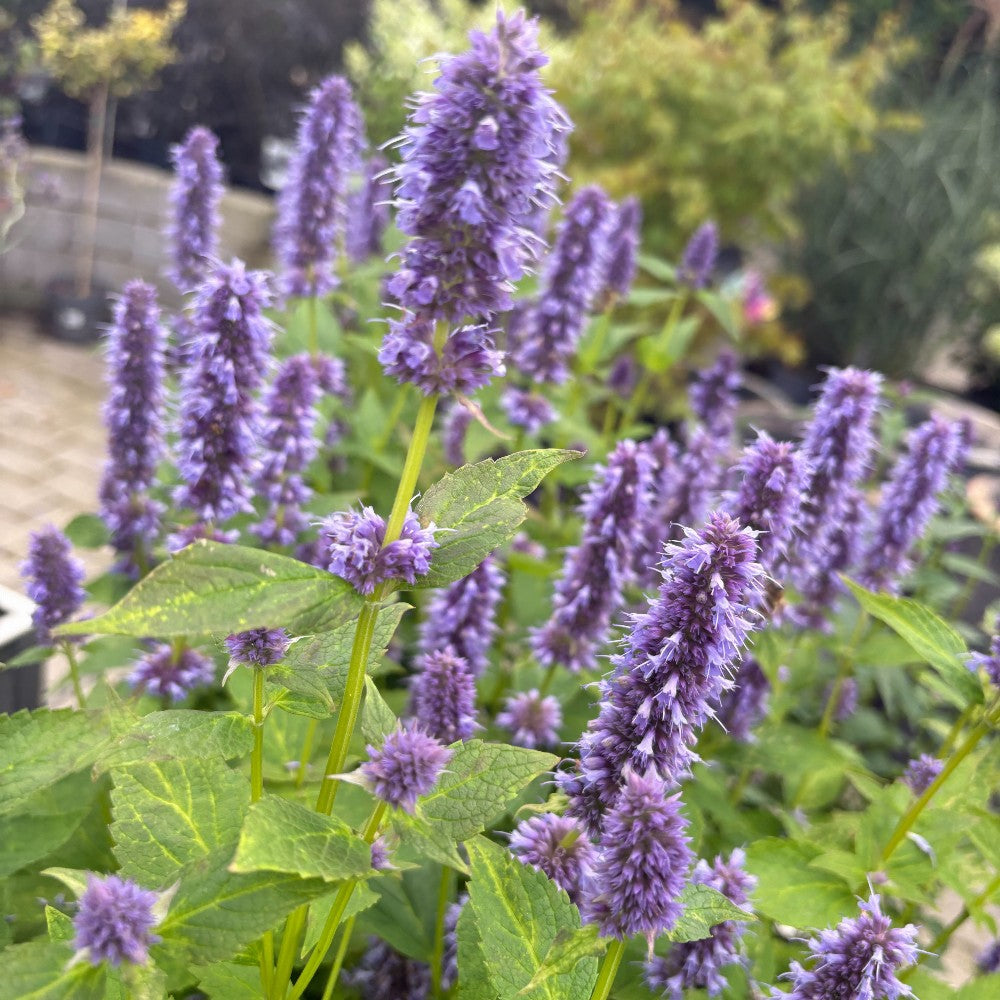 Indianermynte, Agastache ´Black Adder´ - 3 L Potte
