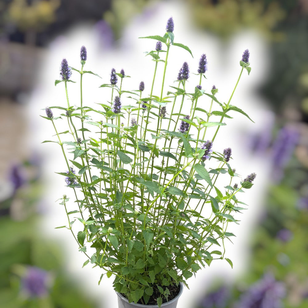 Indianermynte, Agastache ´Black Adder´ - 3 L Potte