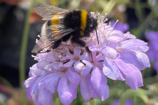 guides til blomsterfrø