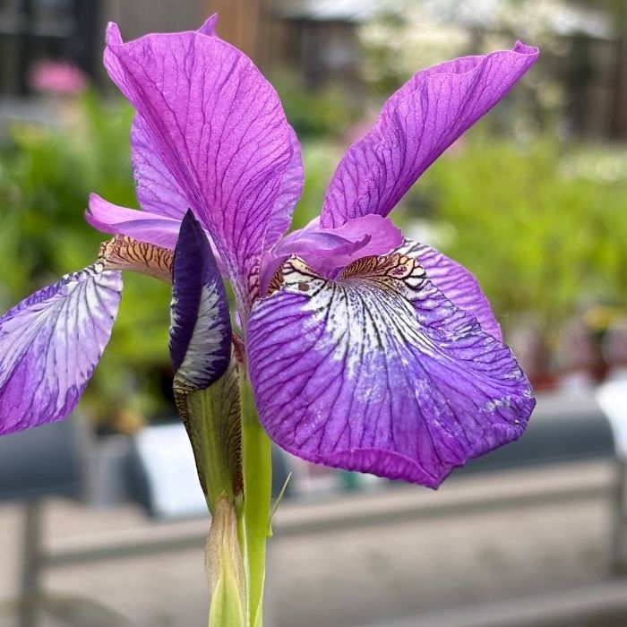 Sibirisk Iris, IRIS sibirica 'Sparkling Rose'