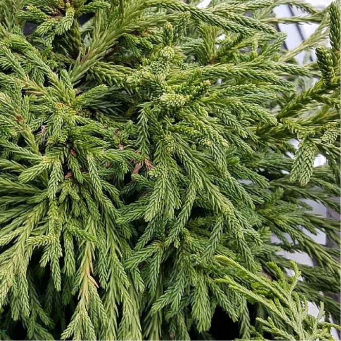 Cryptomeria j. 'Little Champion' 20-25 C.2.0