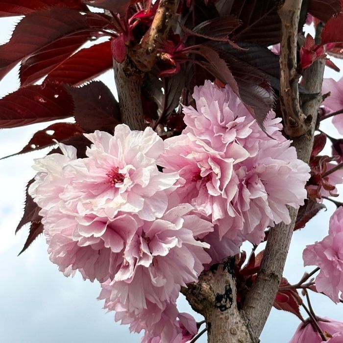 Japansk Kirsebær, Prunus serr. 'Royal Burgundy'