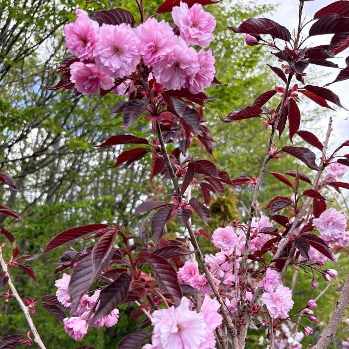 Japansk Kirsebær, Prunus serr. 'Royal Burgundy', 150 cm stamme - 15L potte