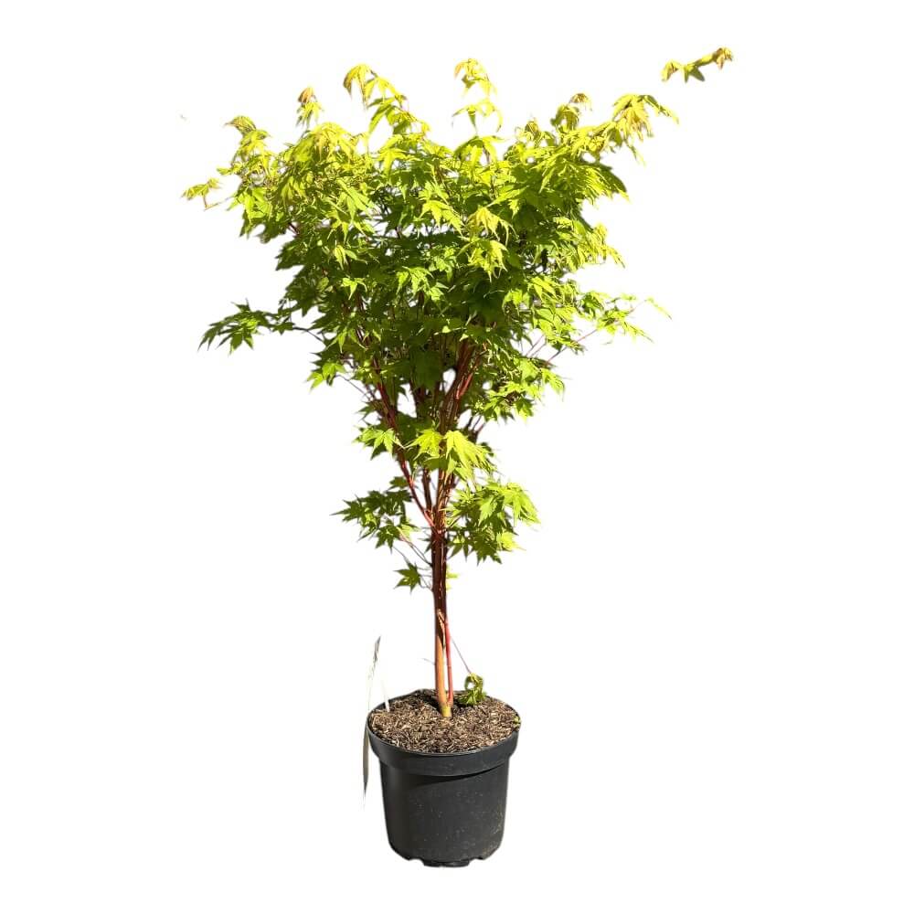 Japansk Løn, Acer palmatum 'Sangokaku' - 4L potte, H50-60cm