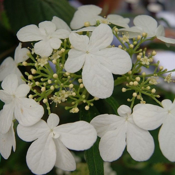 Japansk Snebolle, Viburnum plic. 'Kilimandjaro' i 10L potte - Højde 100-125 cm