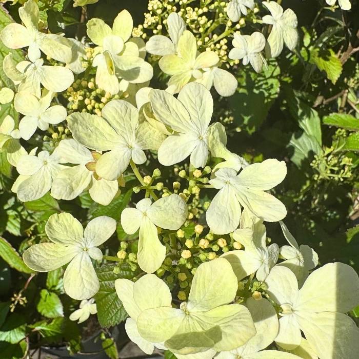 Japansk Snebolle, Viburnum plicatum 'Summer Snowflake' - 2,3L potte