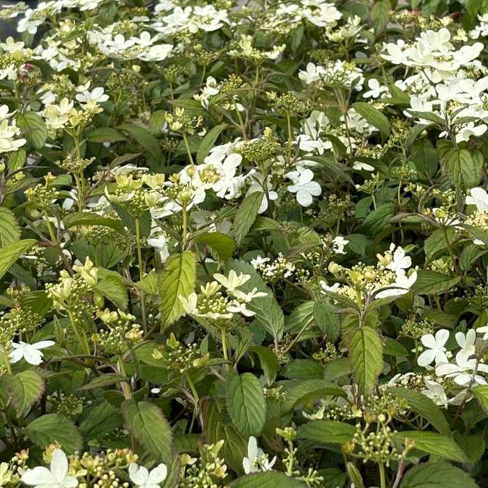 Japansk Snebolle, Viburnum plicatum 'Summer Snowflake'