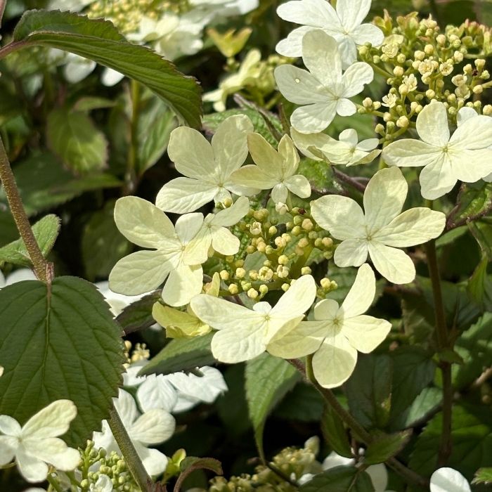Japansk Snebolle, Viburnum plicatum 'Summer Snowflake'