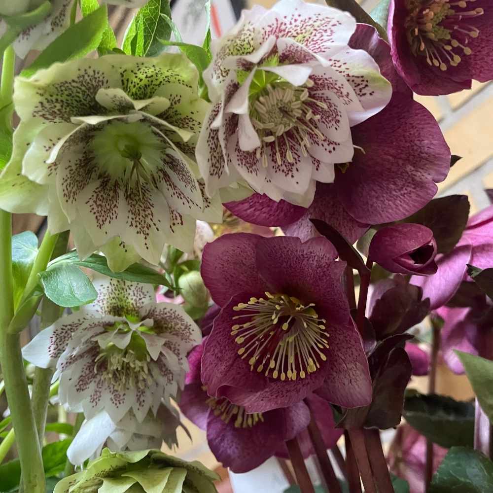 Julerose, Helleborus 'Frostkiss' - blomster