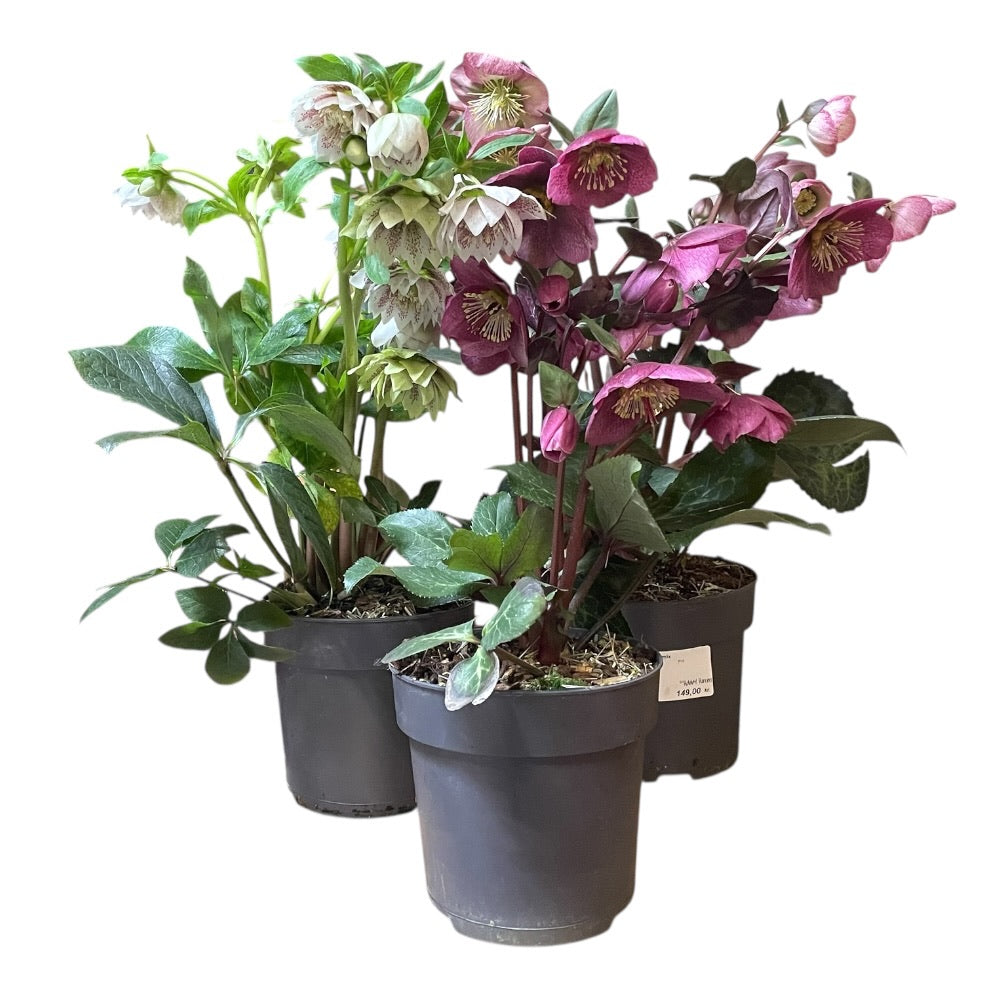 Julerose, Helleborus 'Frostkiss' - flere varianter - 15 cm potte