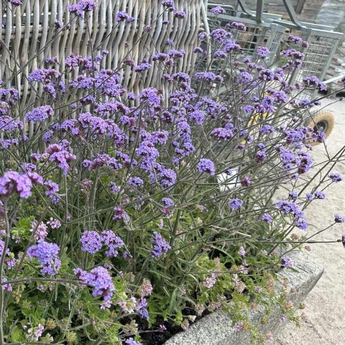 Kæmpe Verbena, Verbena bon. Lollipop