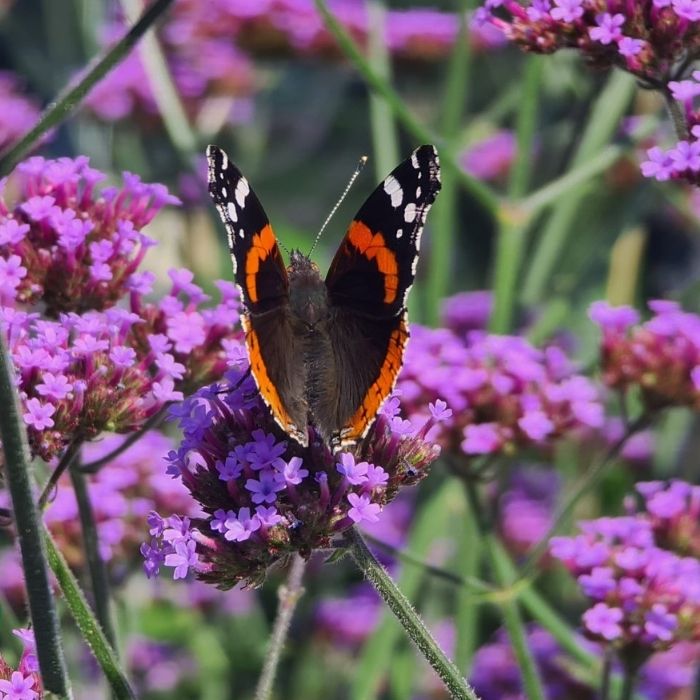 Kæmpe verbena bonariensis 'Bampton'