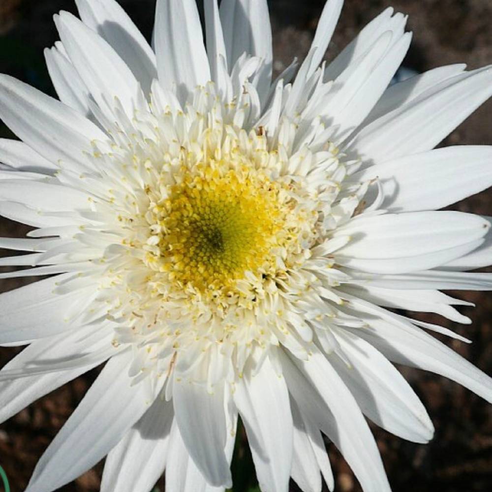 Kæmpemargurit, LEUCANTHEMUM s. Wirral Supreme - 1 L Potte