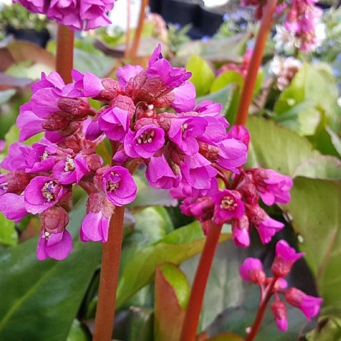 Kæmpestenbræk, BERGENIA cordifolia Rotblum - 1 L Potte