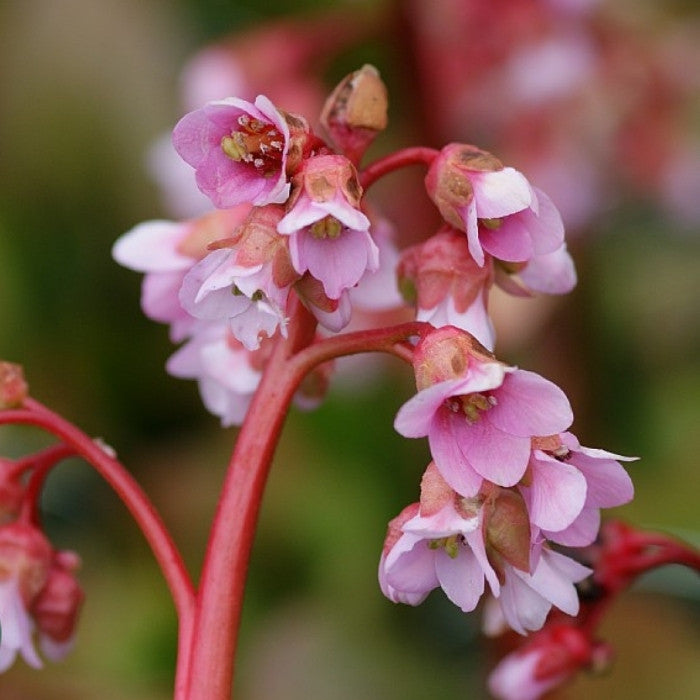 Kæmpestenbræk, BERGENIA hybrid Baby Doll - 1 L Potte